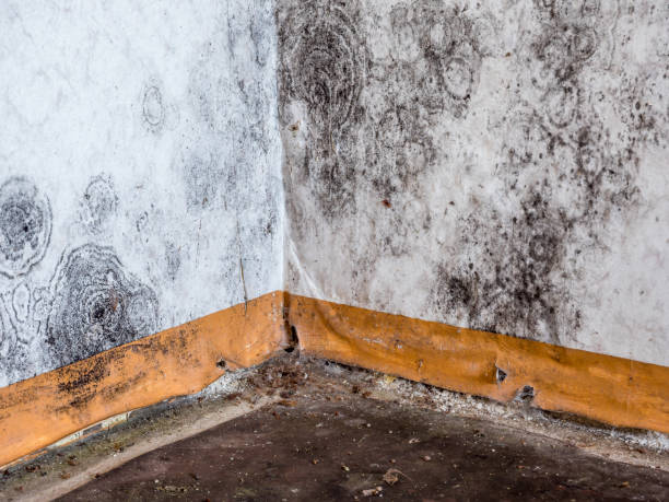 Why You Should Choose Our Mold Remediation Services in Port Orange, FL